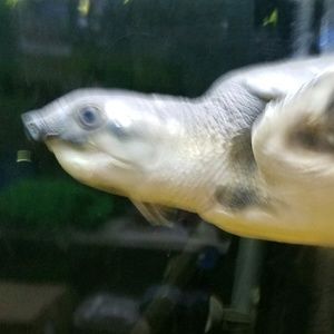 Meet your Posher, Ellie